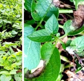 आलुमा डढुवा रोगको प्रकोप बढ्दो, यी तरिका अपनाएर नियन्त्रण गर्नुहोस्