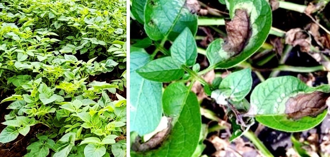 आलुमा डढुवा रोगको प्रकोप बढ्दो, यी तरिका अपनाएर नियन्त्रण गर्नुहोस्