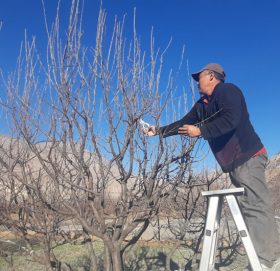 के तपाइले स्याउको बोटमा तालिम र काँटछाँट गर्नुभयो?