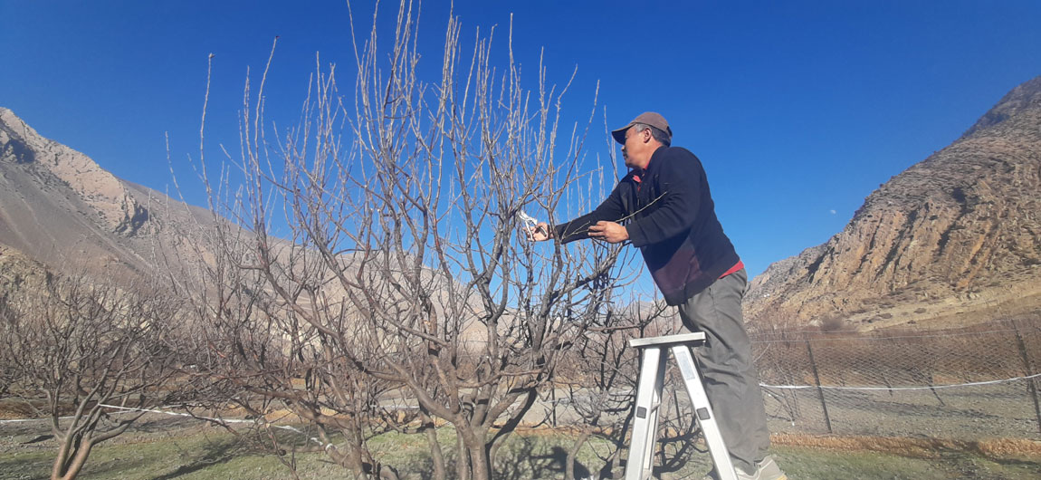 के तपाइले स्याउको बोटमा तालिम र काँटछाँट गर्नुभयो?