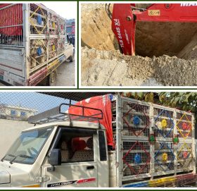 अवैध भित्र्याइएका ३६५ कुखुरा नष्ट