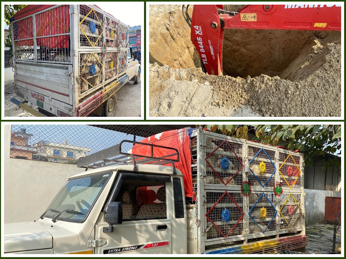 अवैध भित्र्याइएका ३६५ कुखुरा नष्ट