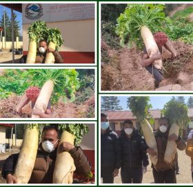 १४ किलो मूला फलाउने किसानलाई गाउँपालिकाद्वारा सम्मान