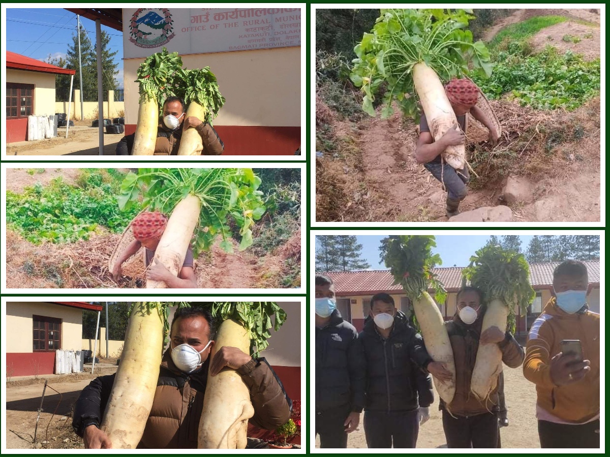 १४ किलो मूला फलाउने किसानलाई गाउँपालिकाद्वारा सम्मान