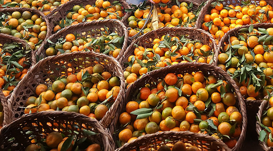 स्याङ्जामा रु ५७ करोडको सुन्तला बिक्री