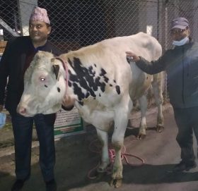 अमेरिकाबाट जहाज चढेर नेपाल आइपुगे सात वटा साँढे