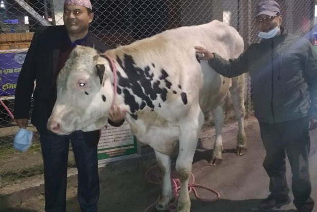 अमेरिकाबाट जहाज चढेर नेपाल आइपुगे सात वटा साँढे