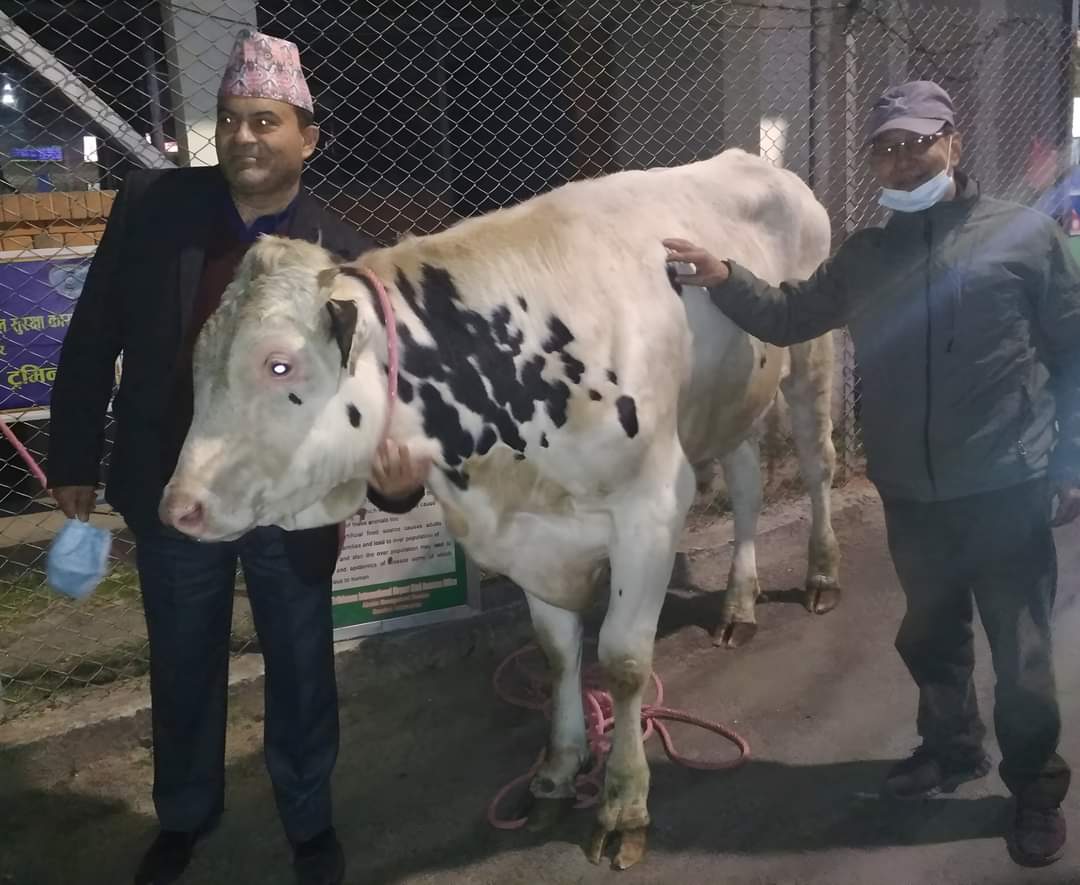 अमेरिकाबाट जहाज चढेर नेपाल आइपुगे सात वटा साँढे