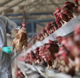 कोरोनाको समयमा देखिन थाल्यो बर्डफ्लु