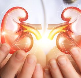 खानपानमा ध्यान दिए यसरी स्वस्थ राख्न सकिन्छ मिर्गौलाखानपानमा ध्यान दिए यसरी स्वस्थ राख्न सकिन्छ मिर्गौला