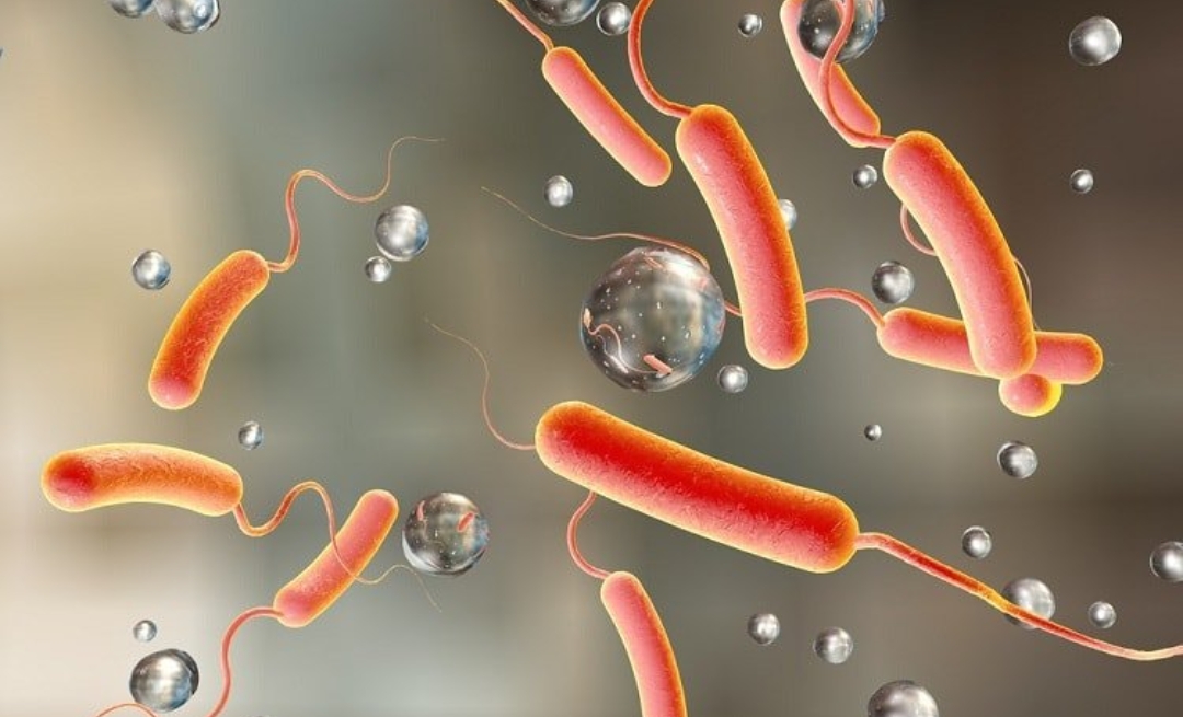 काठमाडौँ उपत्यकामा १२ जनामा हैजा देखियो