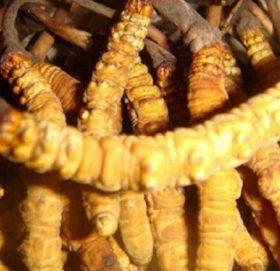 यार्सागुम्बा निकासी बढ्यो, दुई करोड राजस्व सङ्कलन