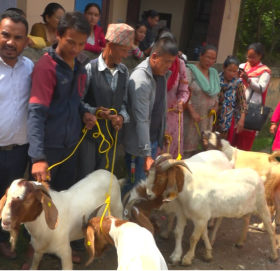 नश्ल सुधारमार्फत मासु उत्पादन वृद्धि गर्न गोकर्णेश्वरका किसानलाई अनुदानमा ‘बोयर’ जातका  बोका वितरण