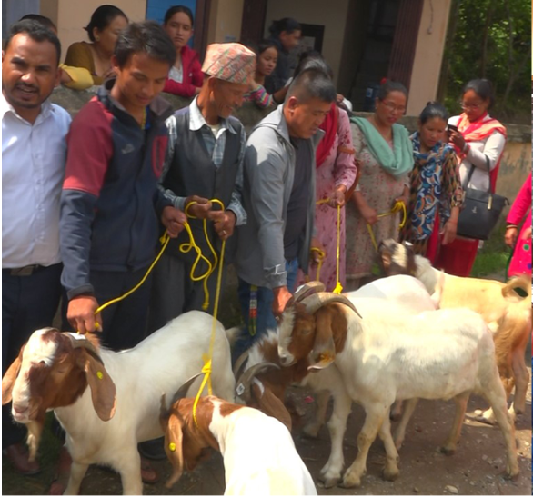 नश्ल सुधारमार्फत मासु उत्पादन वृद्धि गर्न गोकर्णेश्वरका किसानलाई अनुदानमा ‘बोयर’ जातका  बोका वितरण