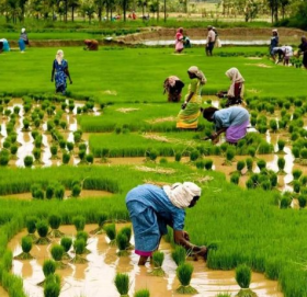 आज राष्ट्रिय धान दिवस तथा रोपाइँ महोत्सव मनाइँदै