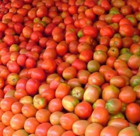 तरकारीको उचित मूल्य नपाएपछि किसान आन्दोलित,गोलभेंडा फ्याके