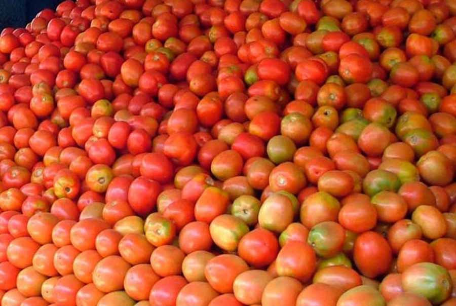 तरकारीको उचित मूल्य नपाएपछि किसान आन्दोलित,गोलभेंडा फ्याके