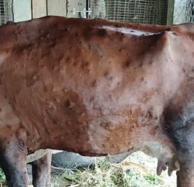 लम्पी स्किन रोग रोकथामका लागि १० लाख ३७ हजार डोज खोप आयात