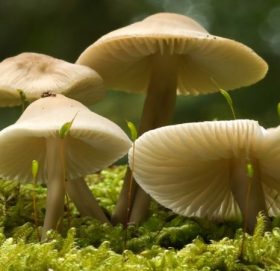 विषालु च्याउ खाँदा डोटीमा ११ जना बिरामी,जङ्गली च्याउ नखान स्वास्थ्य मन्त्रालयको अनुरोध