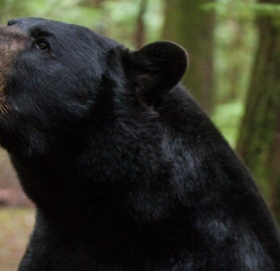 रामेछापमा भालुको आक्रमणबाट एक जना घाइते,उपचारका लागि काठमाडौं ल्याइयो