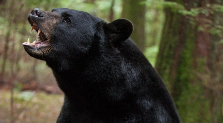 रामेछापमा भालुको आक्रमणबाट एक जना घाइते,उपचारका लागि काठमाडौं ल्याइयो