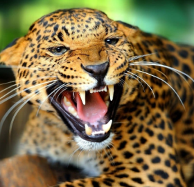 बैतडीमा चितुवाको आक्रमणबाट किशोरी गम्भीर घाइते