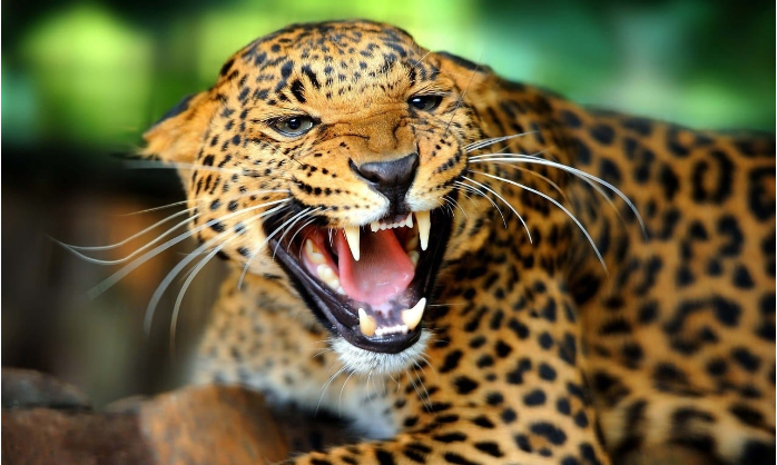 बैतडीमा चितुवाको आक्रमणबाट किशोरी गम्भीर घाइते