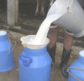 खुलारूपमा दूध तथा दूधजन्य परिकार बिक्री वितरण नगर्न महानगरको निर्देशन