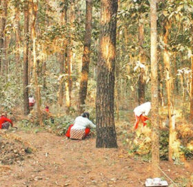 डढेलो रोक्ने अभियान : पातपतिङ्गर संकलन गर्नेलाई प्रोत्साहन रकम