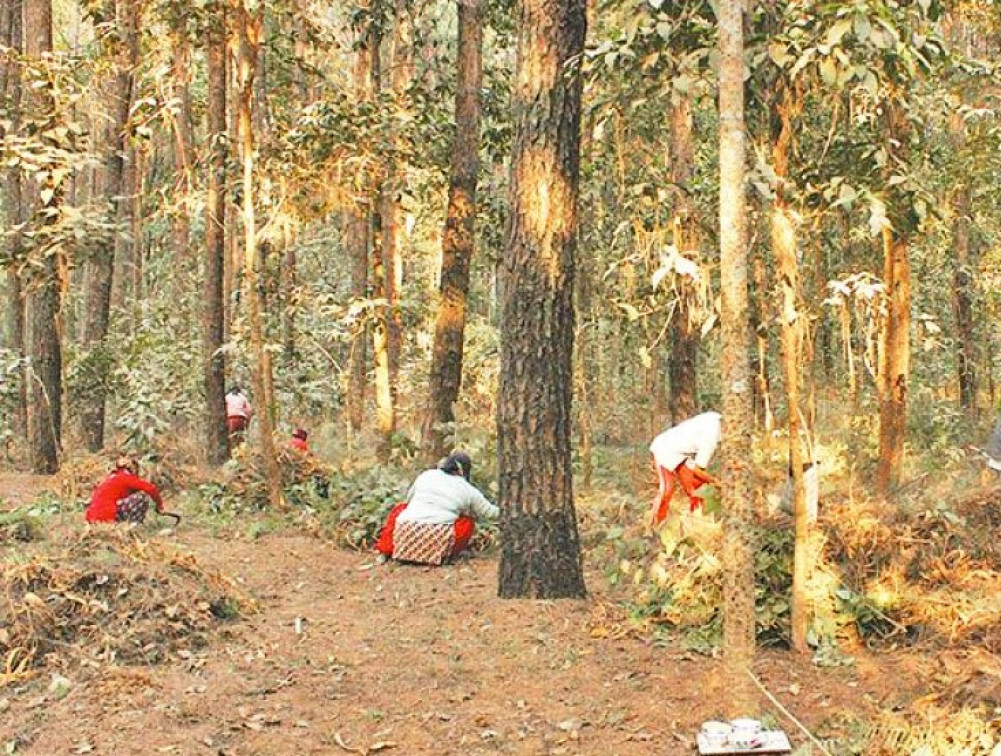 डढेलो रोक्ने अभियान : पातपतिङ्गर संकलन गर्नेलाई प्रोत्साहन रकम