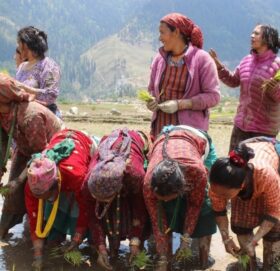 छुमचौरको मार्सी रोपाइँ [तस्बिरहरु]