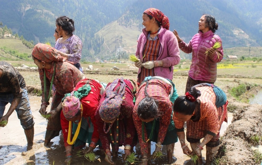 छुमचौरको मार्सी रोपाइँ [तस्बिरहरु]