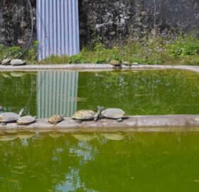 सोख र अन्धविश्वासले संकटमा कछुवा