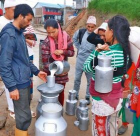 दुग्ध किसानको बक्यौता चुलियो, पुग्यो ५ अर्ब