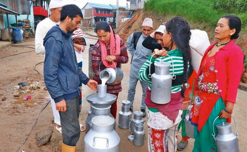 दुग्ध किसानको बक्यौता चुलियो, पुग्यो ५ अर्ब