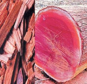 ३ अर्बभन्दा बढीको रक्तचन्दन अलपत्र